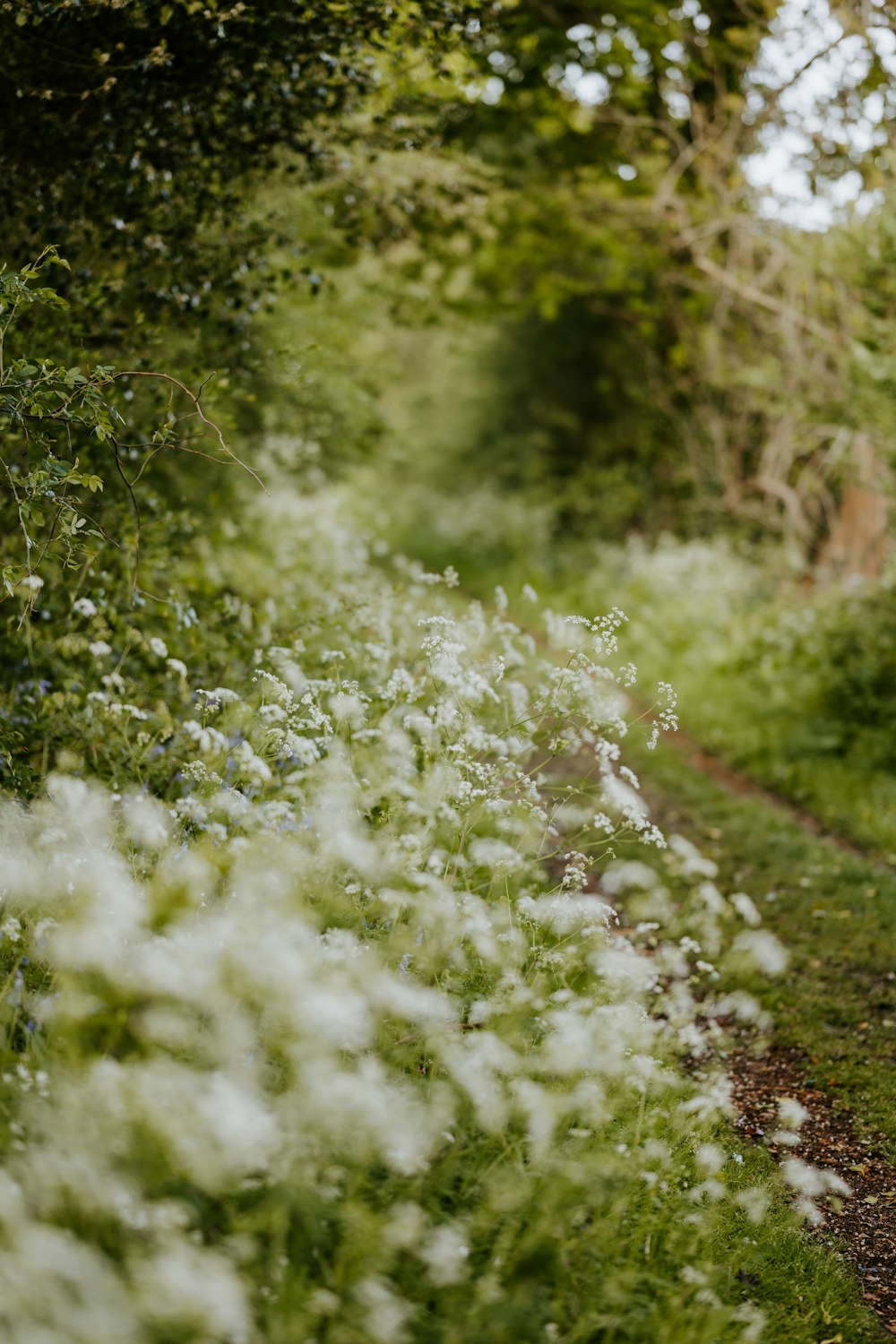 white flowers on green grass during daytime