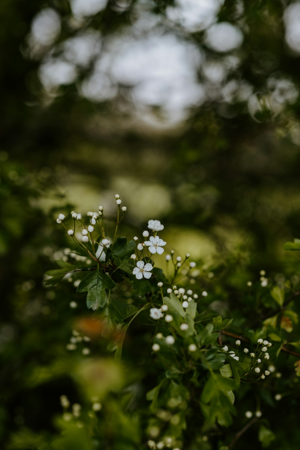 white flower with green leaves