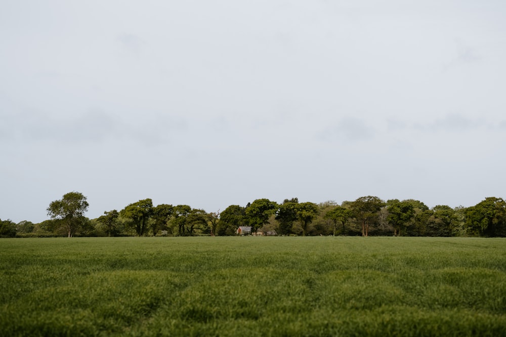 green grass field with trees under white sky during daytime