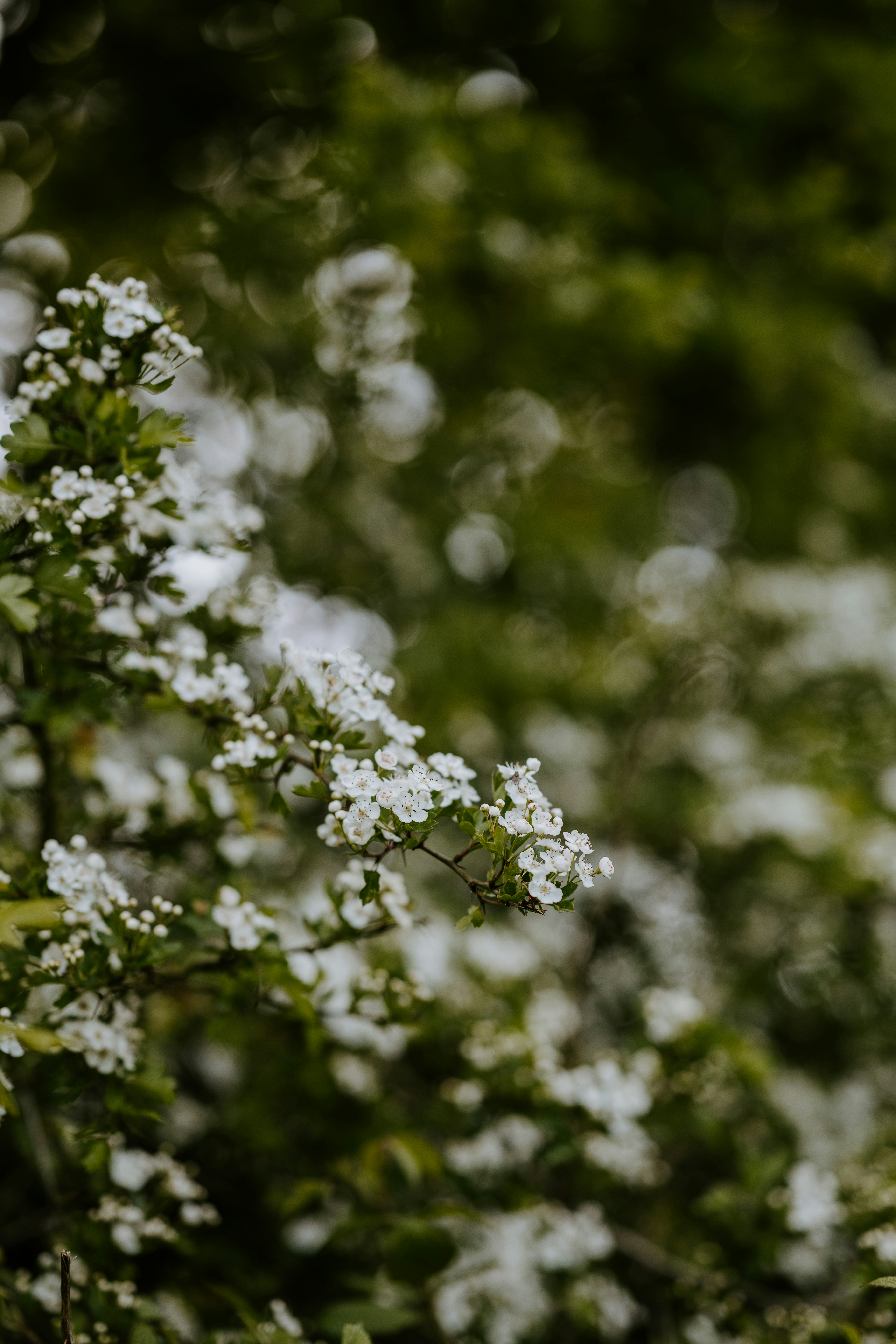 Photo by anniespratt