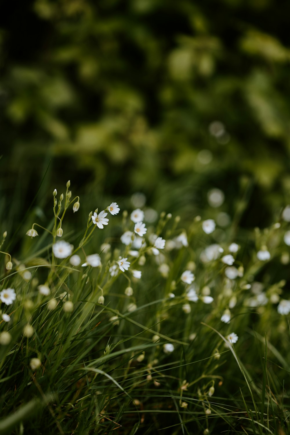 white flowers with green leaves