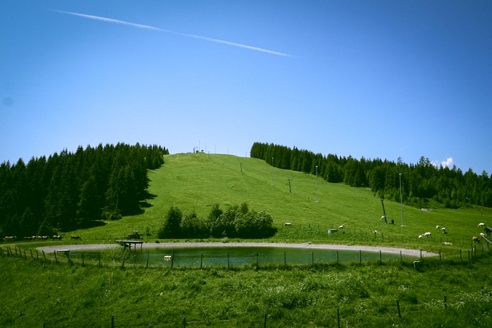 green grass field and trees under blue sky during daytime