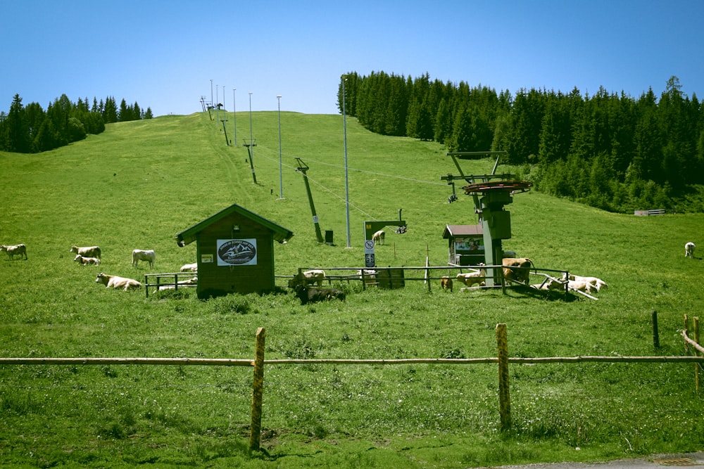 casa di legno verde e bianca sul campo di erba verde durante il giorno