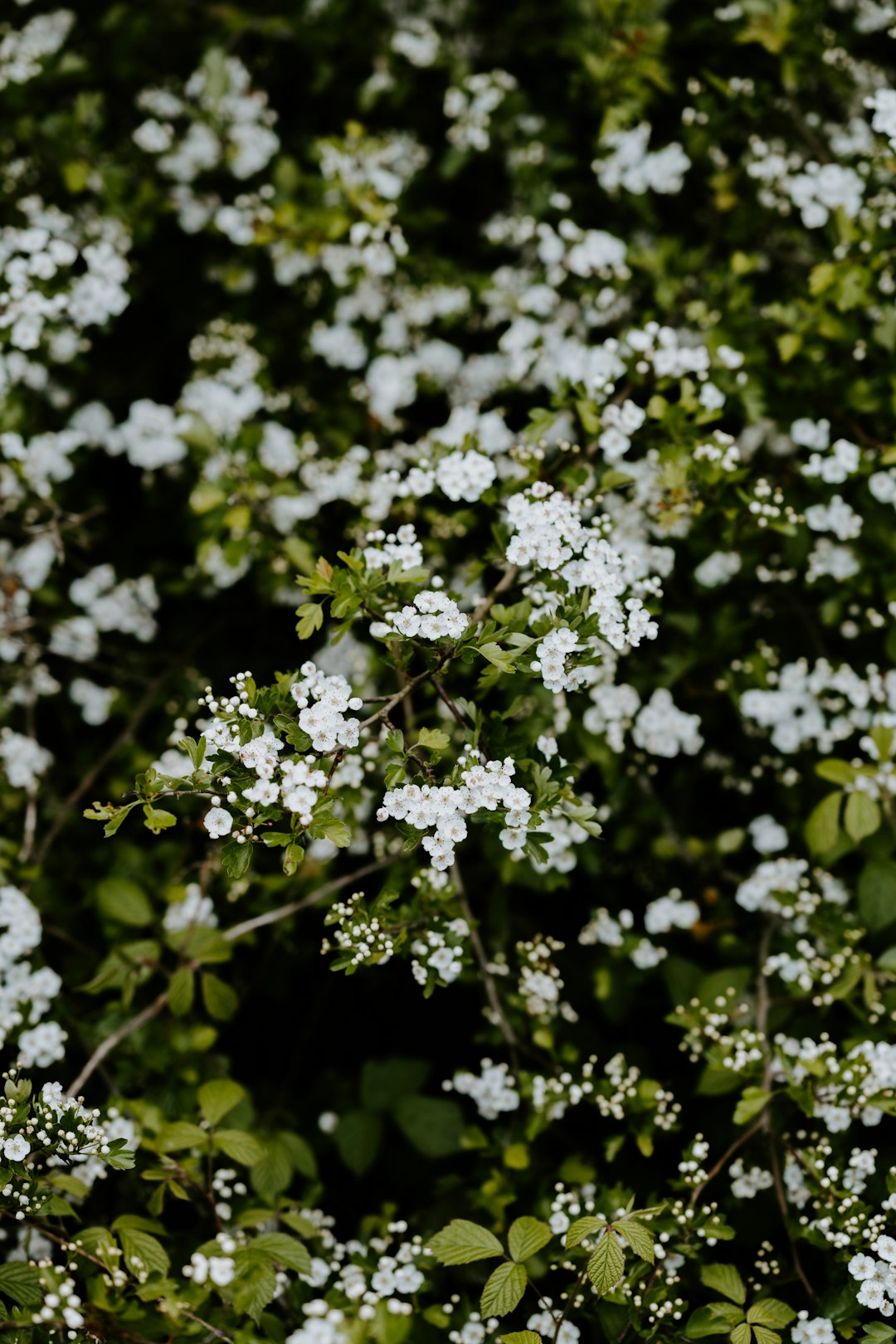 white flowers with green leaves