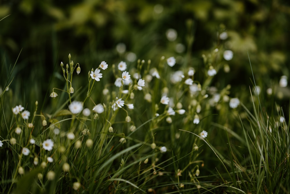 white flowers with green leaves