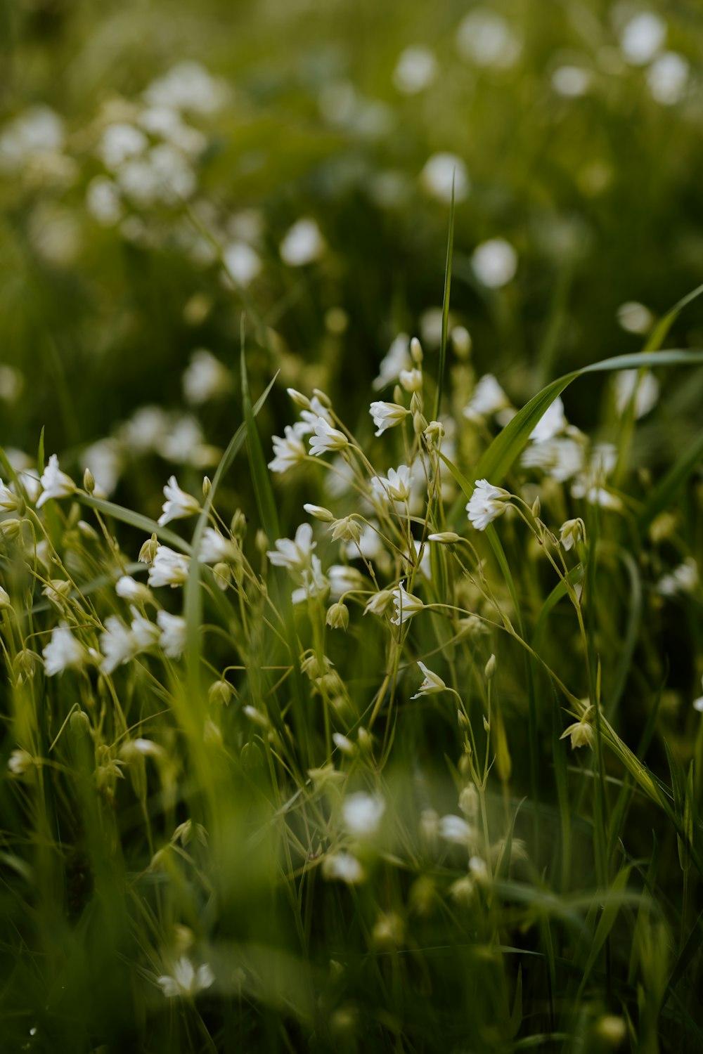 fleur blanche dans le champ d'herbe verte pendant la journée photo – Photo  Vert Gratuite sur Unsplash