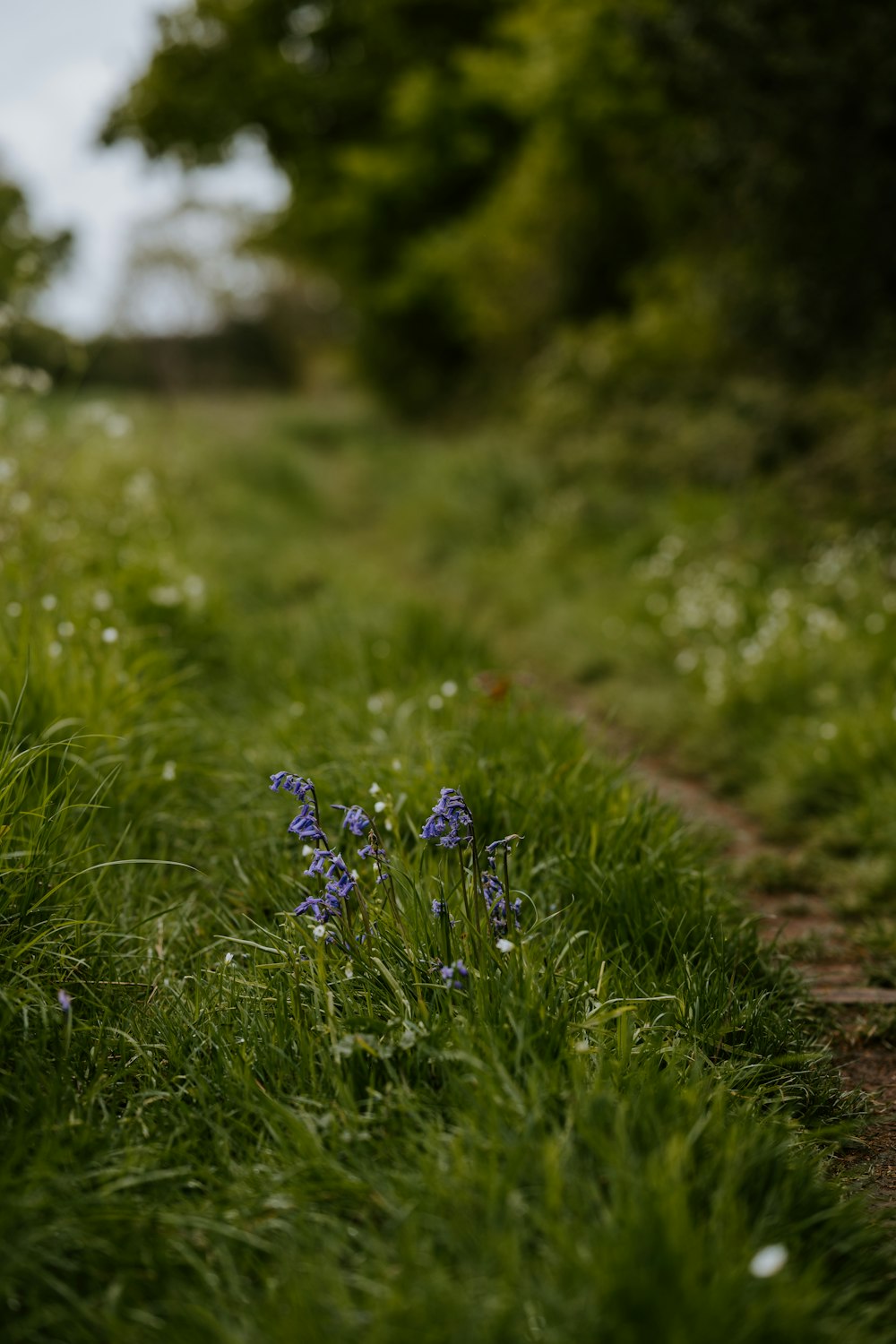 purple flower in green grass field during daytime