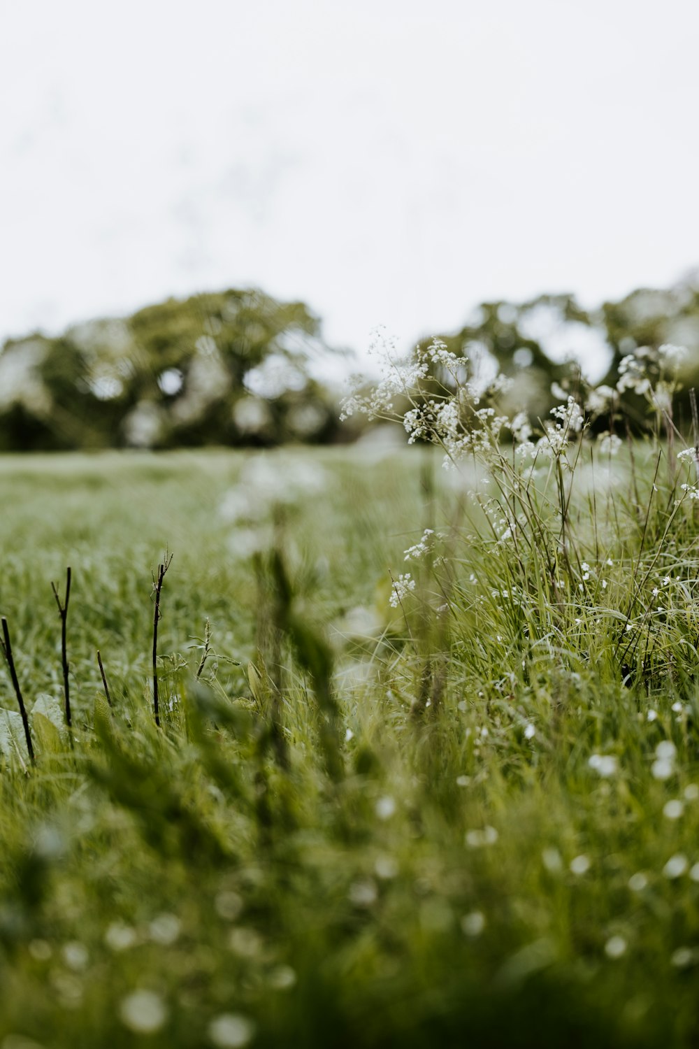 green grass field during daytime