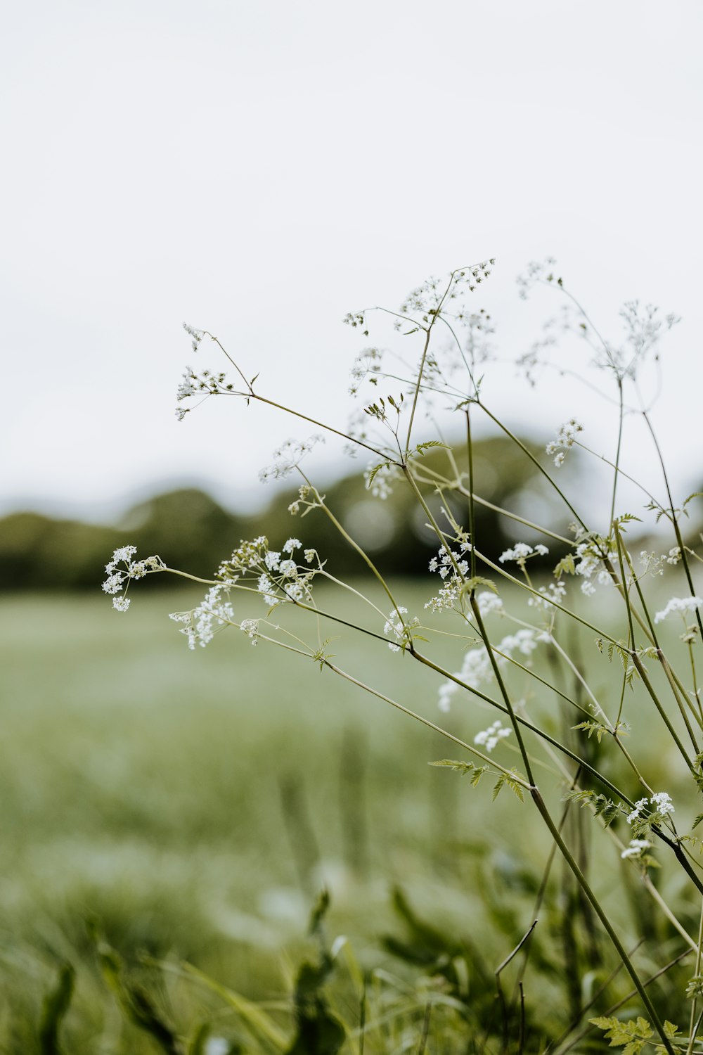 green grass field during daytime