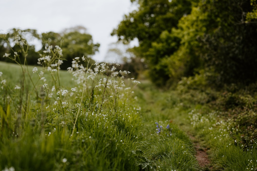 fleur pourpre sur le champ d’herbe verte pendant la journée