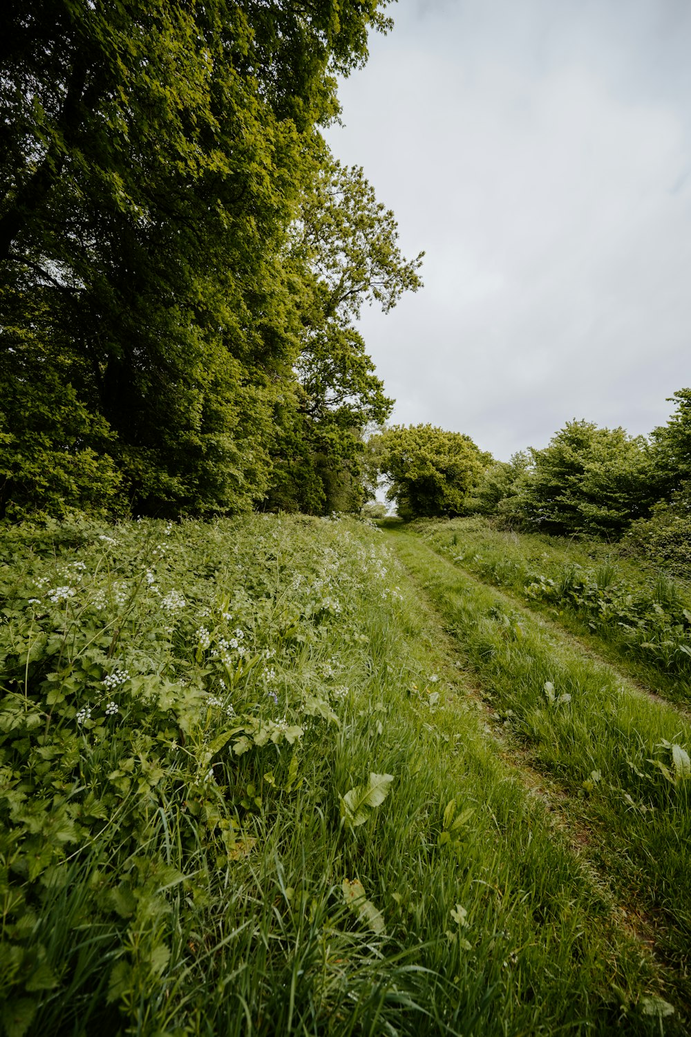 green grass field and trees under white clouds