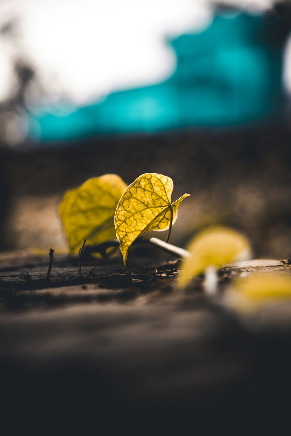 yellow fruit on brown wooden table