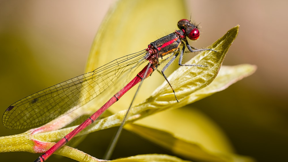 blue damselfly perched on green leaf in close up photography during daytime