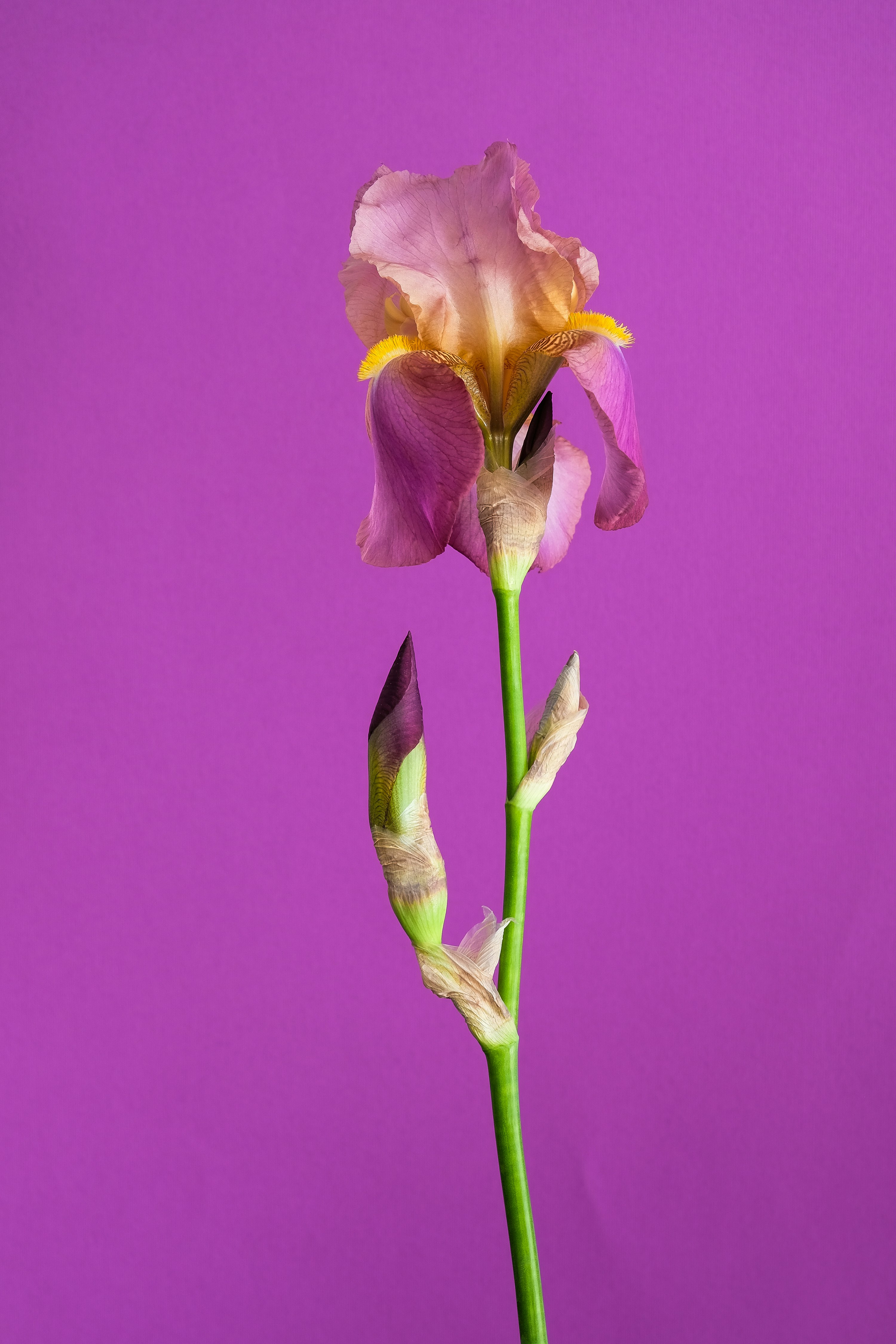 pink and yellow flower in close up photography