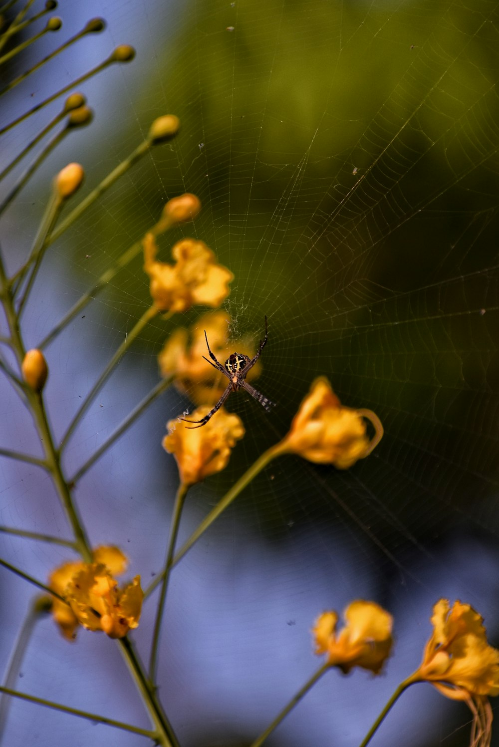 spider web on yellow flower