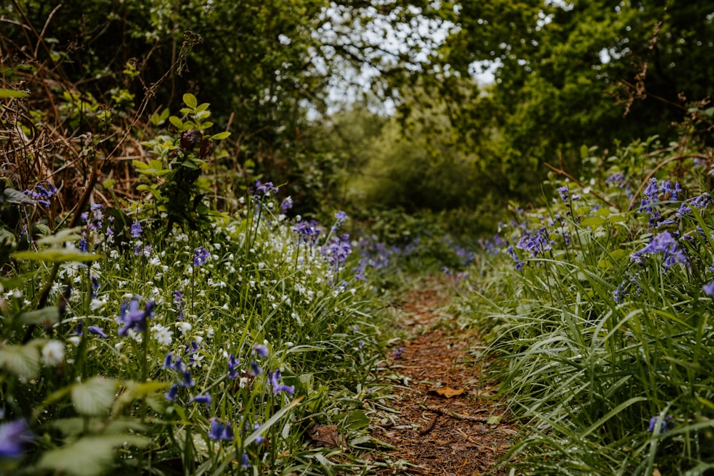 purple flowers on brown soil