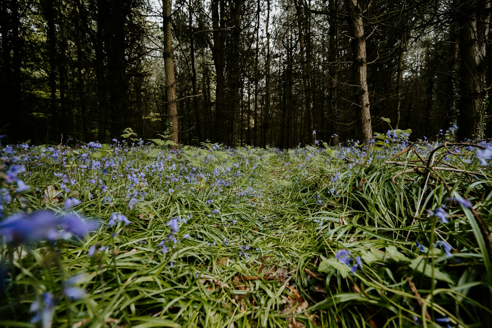 Nikon Nikkor Z 14-30mm F4 S sample photo. Purple flowers on green photography