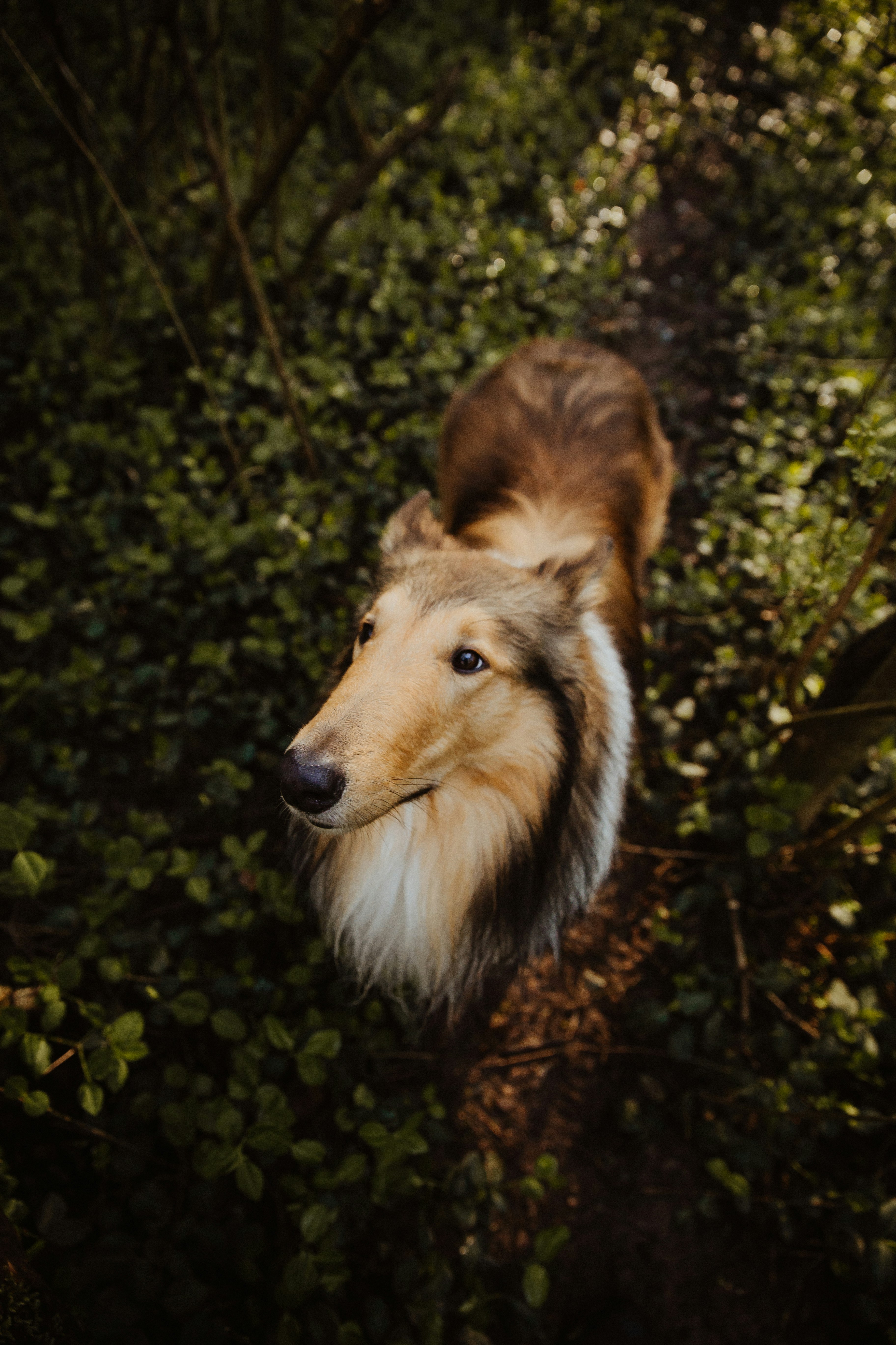 white rough collie