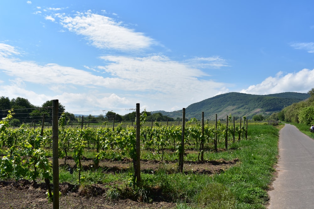 green grass field near green mountain under blue sky during daytime