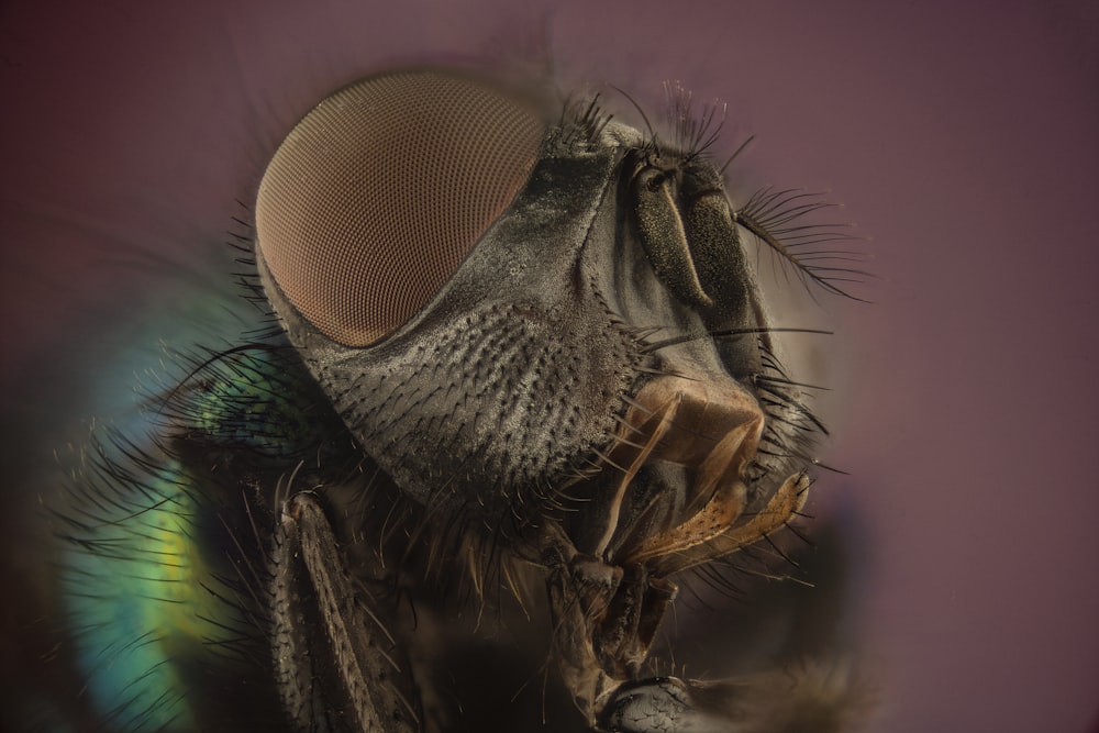 macro photography of brown and black insect