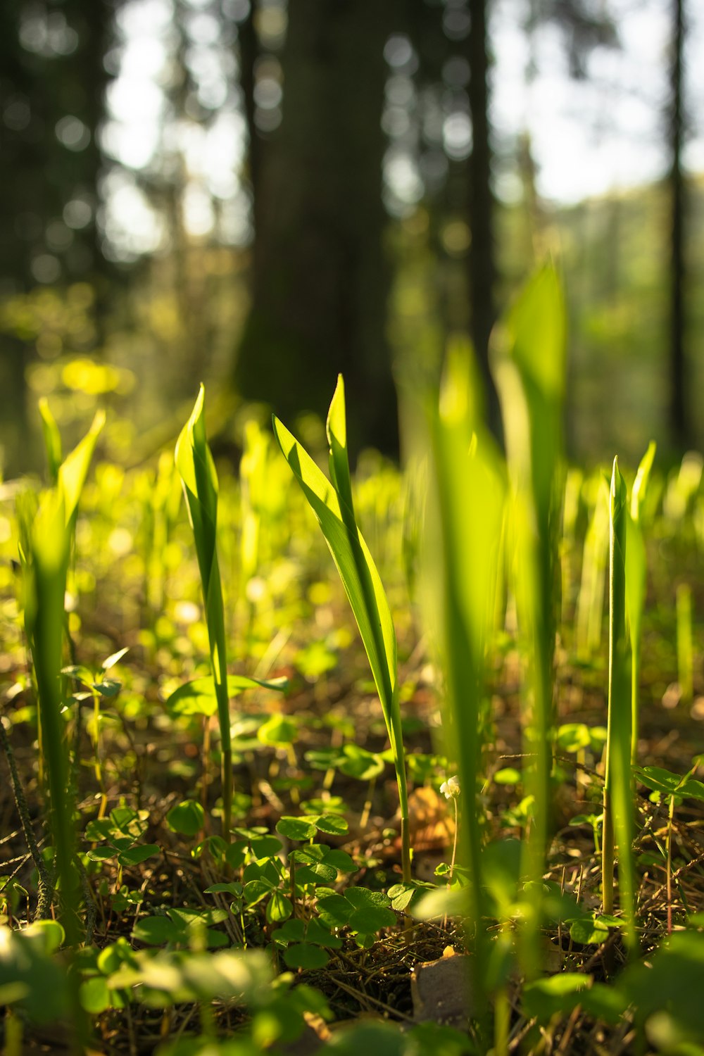 green grass field during daytime