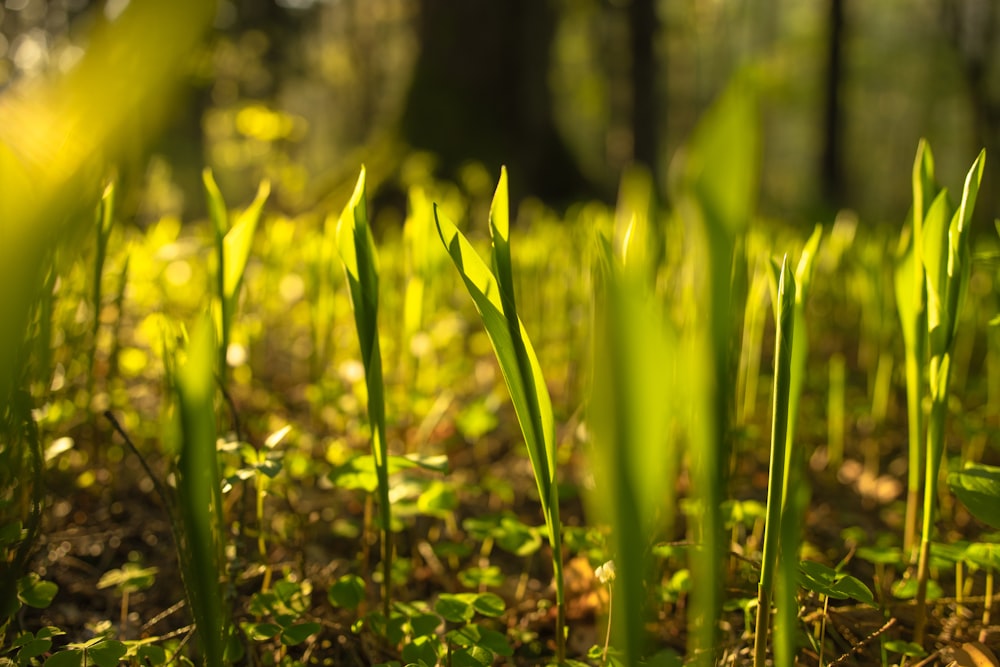 green grass in tilt shift lens