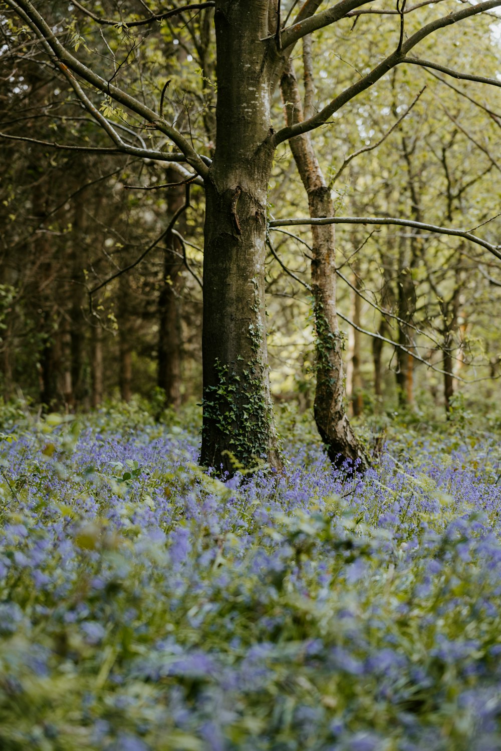 purple flowers and green trees