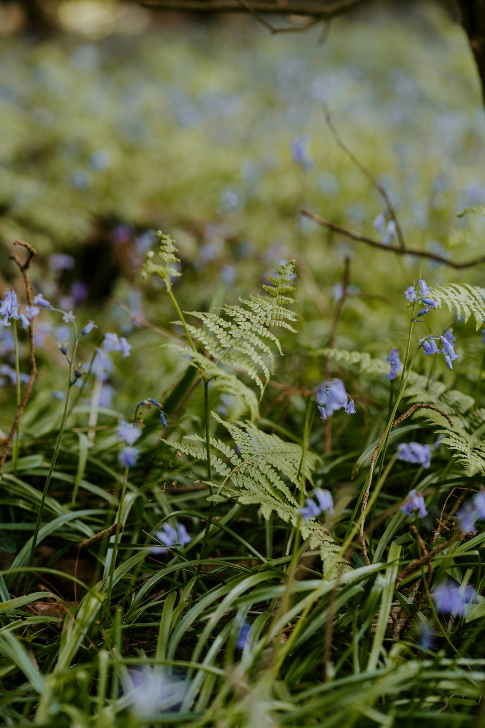 purple flowers in green grass field during daytime