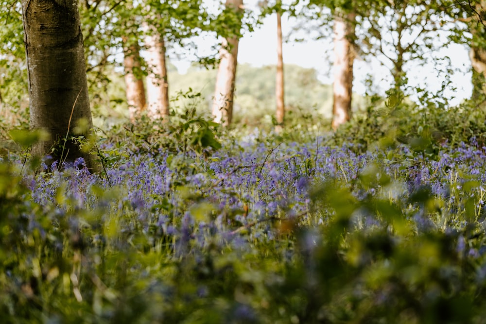 purple flower field during daytime