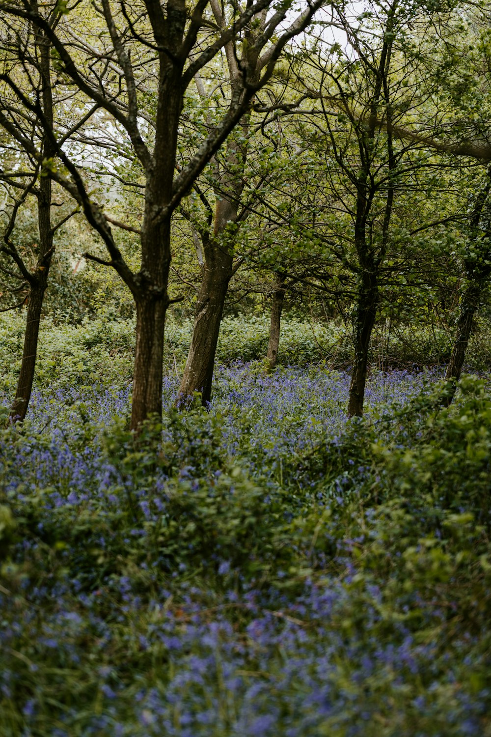 purple flower field during daytime