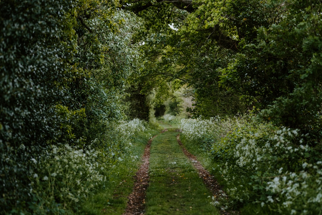 green grass pathway between green trees