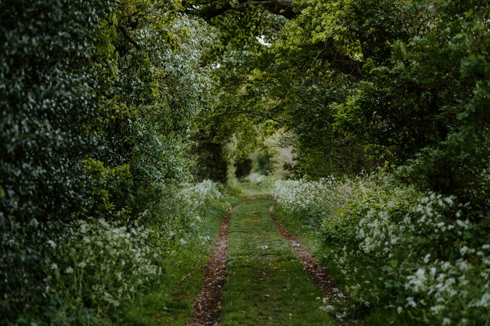 green grass pathway between green trees