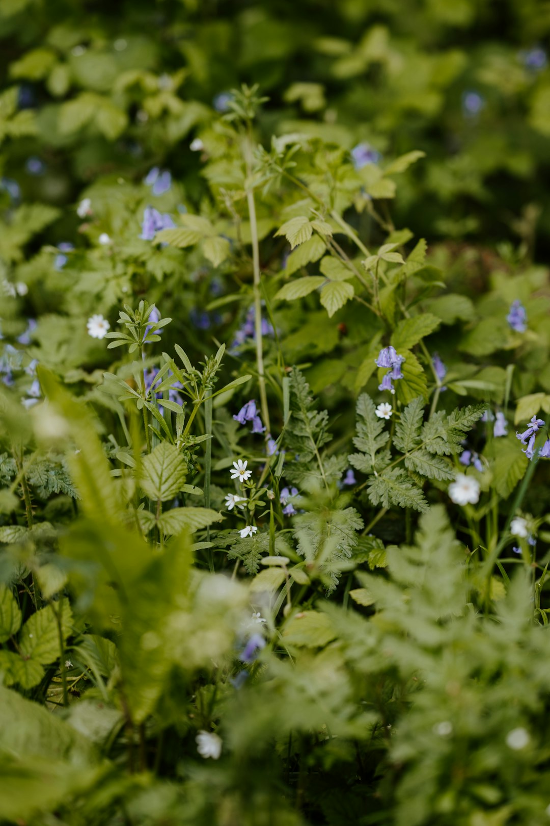 purple flowers with green leaves