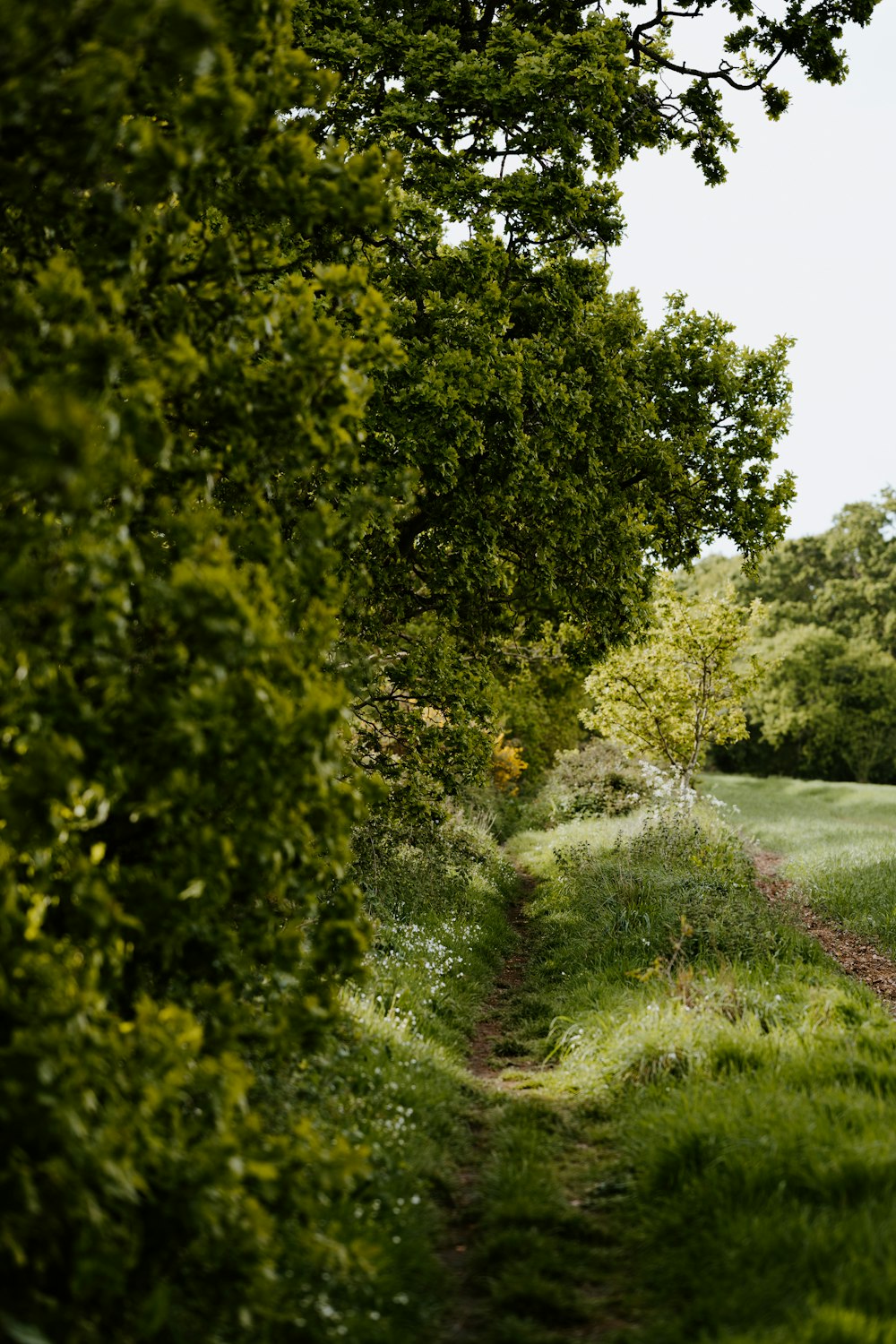 green grass field and green trees during daytime