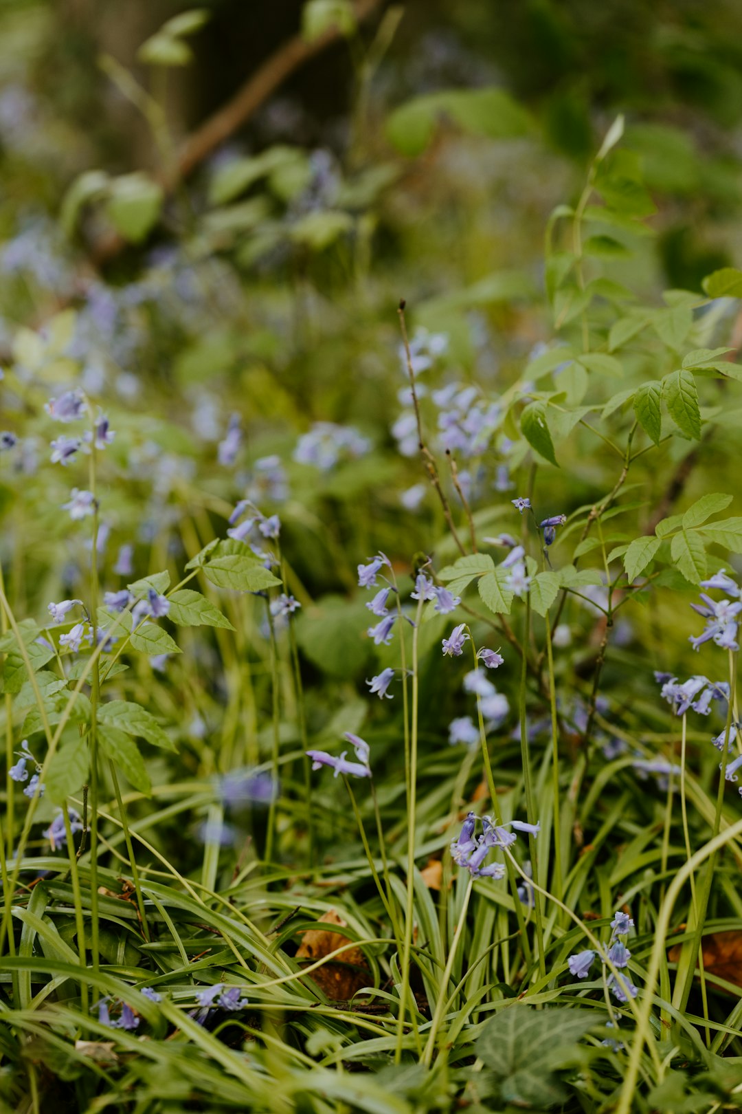 white and purple flowers in tilt shift lens