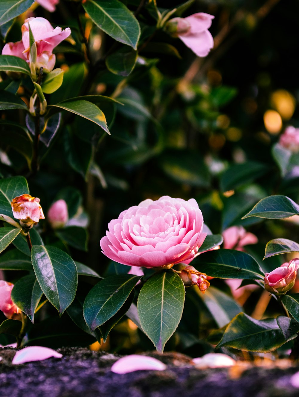 pink flower in tilt shift lens