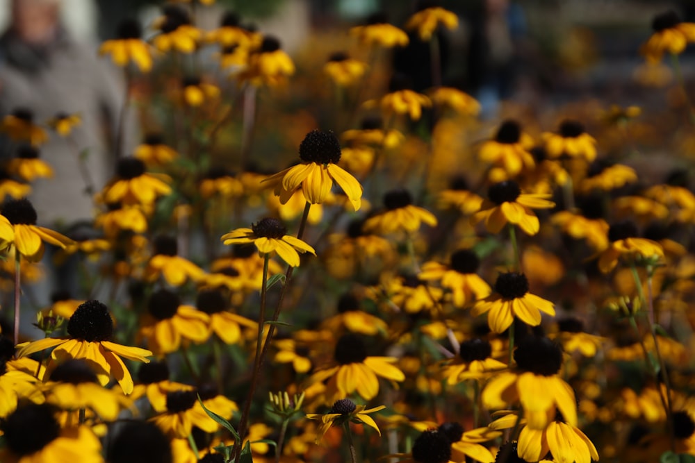 yellow flowers in tilt shift lens