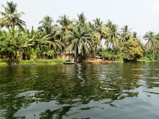 green palm trees beside body of water during daytime