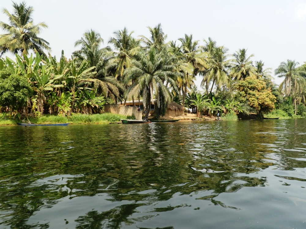 palmeiras verdes ao lado do corpo de água durante o dia