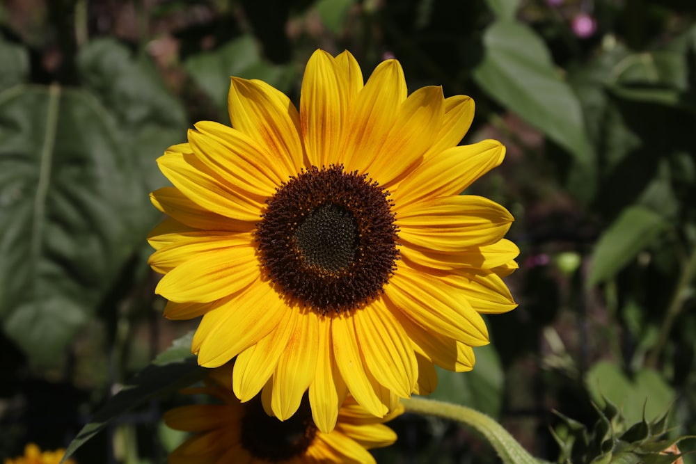 yellow sunflower in close up photography