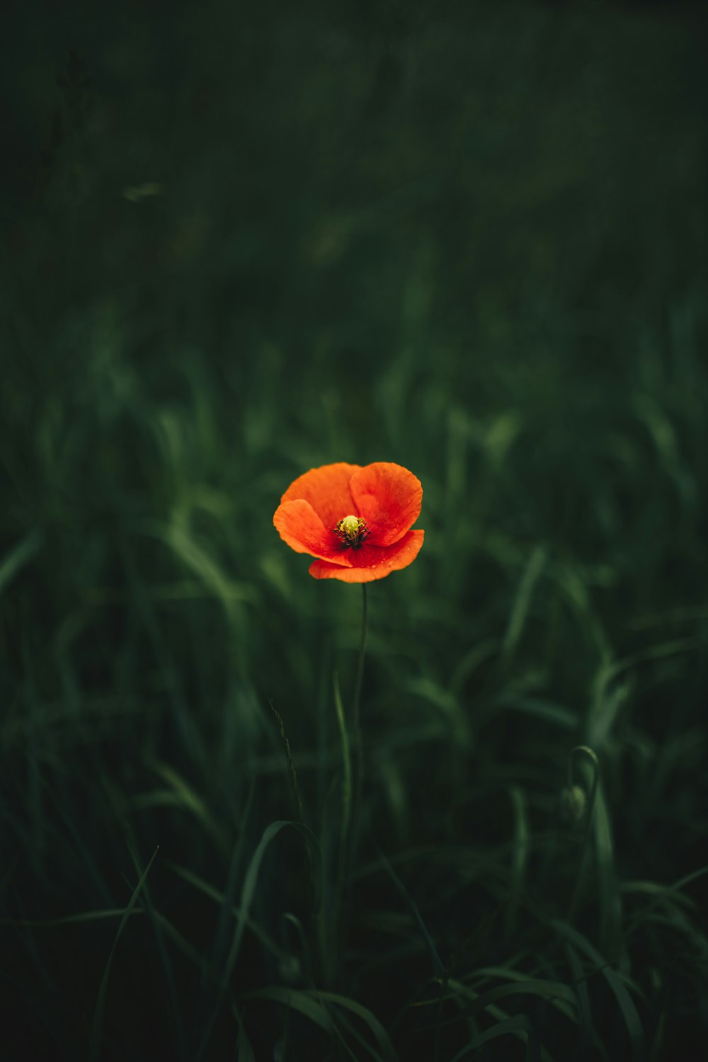 orange flower in green grass