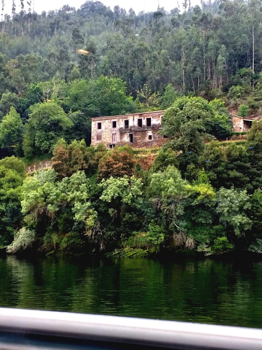 green trees near body of water during daytime in Douro Portugal