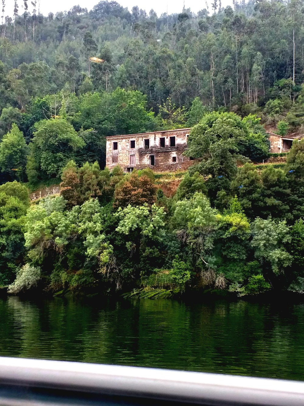 Árboles verdes cerca del cuerpo de agua durante el día