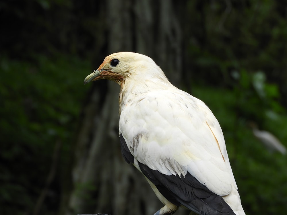 white bird on black textile