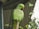 A green parrot with a red beak and distinct black ring around its neck is perched on a branch inside an enclosure. The background features wire mesh and some green foliage climbing around it.