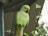 A green parrot with a red beak and distinct black ring around its neck is perched on a branch inside an enclosure. The background features wire mesh and some green foliage climbing around it.