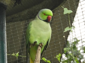 A green parrot with a red beak and distinct black ring around its neck is perched on a branch inside an enclosure. The background features wire mesh and some green foliage climbing around it.