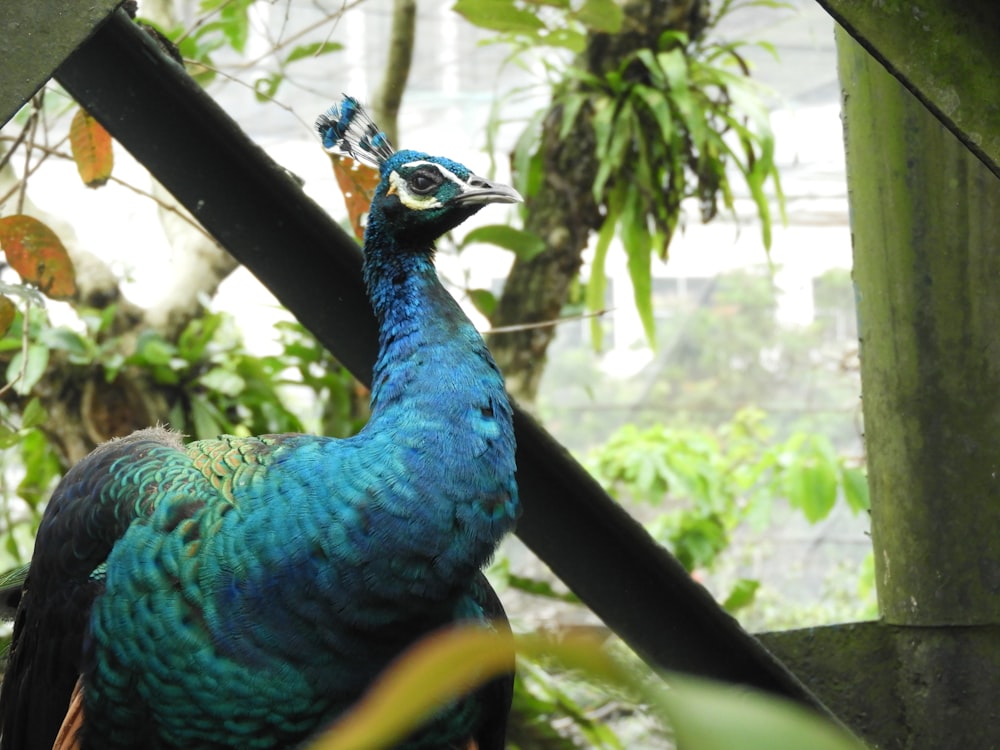 blue green and yellow peacock on brown wooden stick during daytime