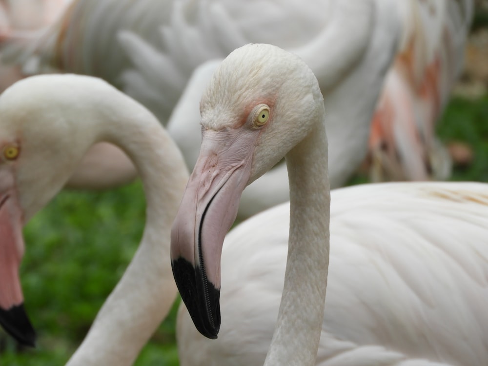 white and pink flamingo birds on green grass during daytime