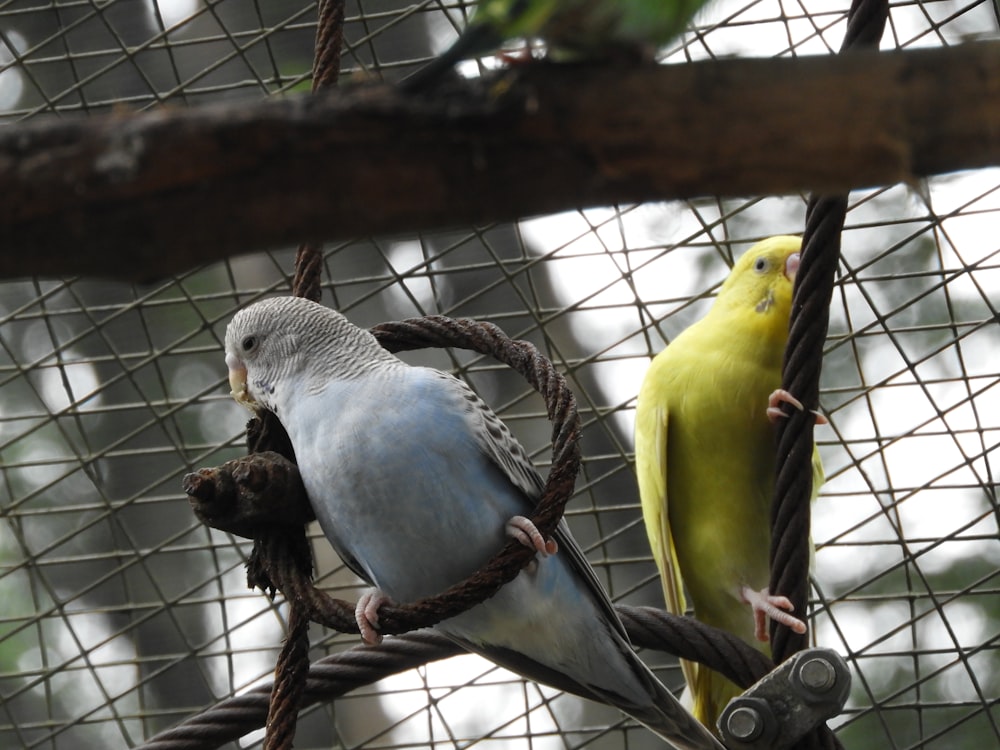 white and yellow bird on brown tree branch